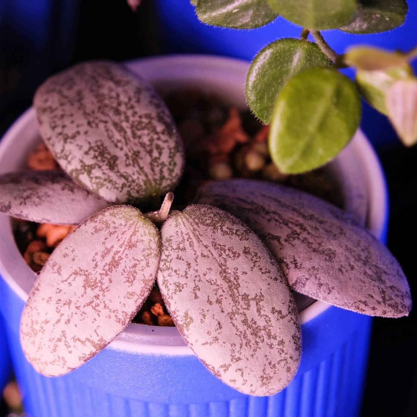 Hoya Sigillatis Round Leaf is a unique trailing epiphyte native to Borneo, distinguished by its rounded, succulent leaves adorned with silver splashes and coppery undertones.