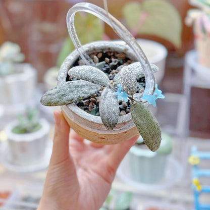 Hoya Sigillatis Silver is a stunning trailing epiphyte native to Borneo, known for its distinctive oval-shaped leaves that are almost entirely silver with just faint touches of green. The leaves are covered with a fine layer of soft hairs, giving them a velvety texture and subtle sheen.