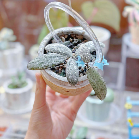Hoya Sigillatis Silver is a stunning trailing epiphyte native to Borneo, known for its distinctive oval-shaped leaves that are almost entirely silver with just faint touches of green. The leaves are covered with a fine layer of soft hairs, giving them a velvety texture and subtle sheen.