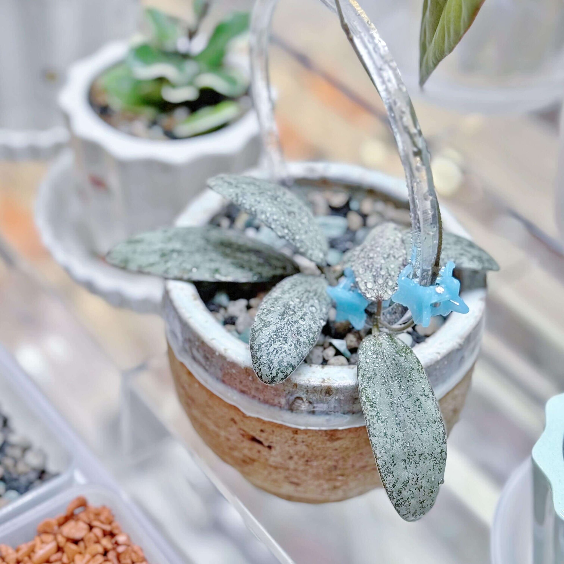 Hoya Sigillatis Silver is a stunning trailing epiphyte native to Borneo, known for its distinctive oval-shaped leaves that are almost entirely silver with just faint touches of green. The leaves are covered with a fine layer of soft hairs, giving them a velvety texture and subtle sheen.