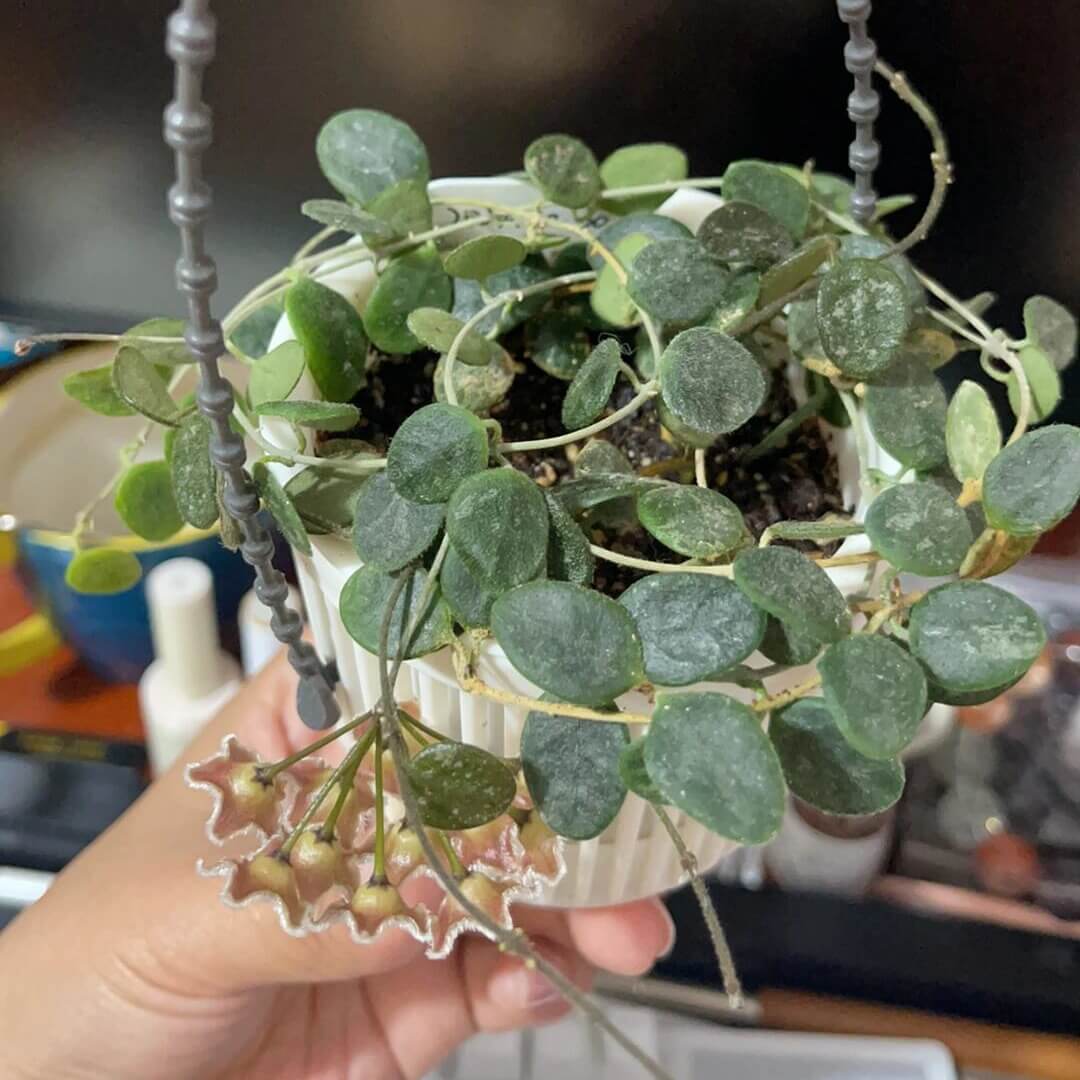 Hoya Wenshanensis AKA Hoya aff. Serpens is a species in the family Apocynaceae, subfamily Asclepiadoideae. It is native to Yunnan, China, where it occurs at around 1,300 meters elevation. This plant grows as an epiphytic subshrub in subtropical forest habitats.