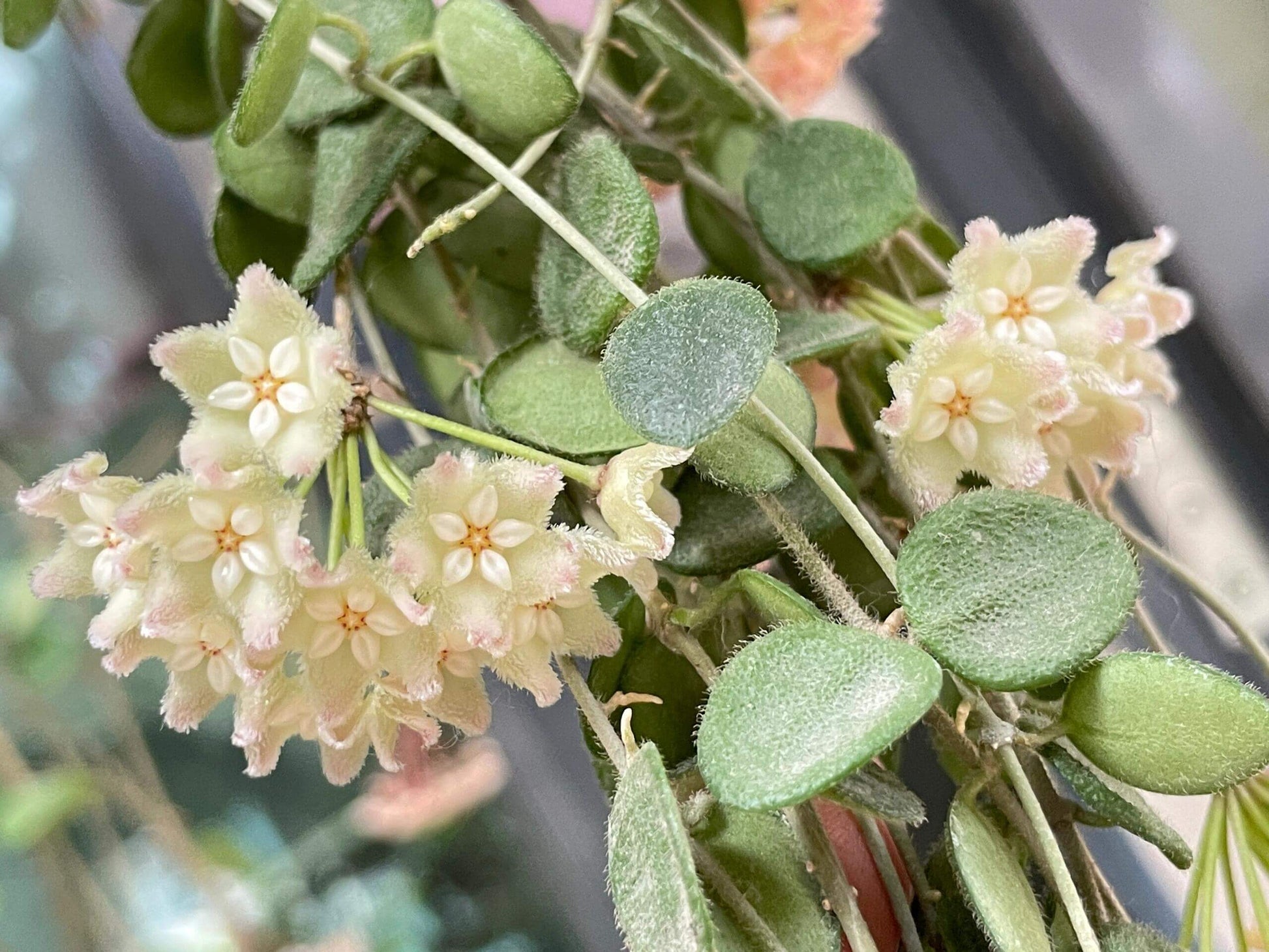 Hoya Wenshanensis AKA Hoya aff. Serpens is a species in the family Apocynaceae, subfamily Asclepiadoideae. It is native to Yunnan, China, where it occurs at around 1,300 meters elevation. This plant grows as an epiphytic subshrub in subtropical forest habitats.