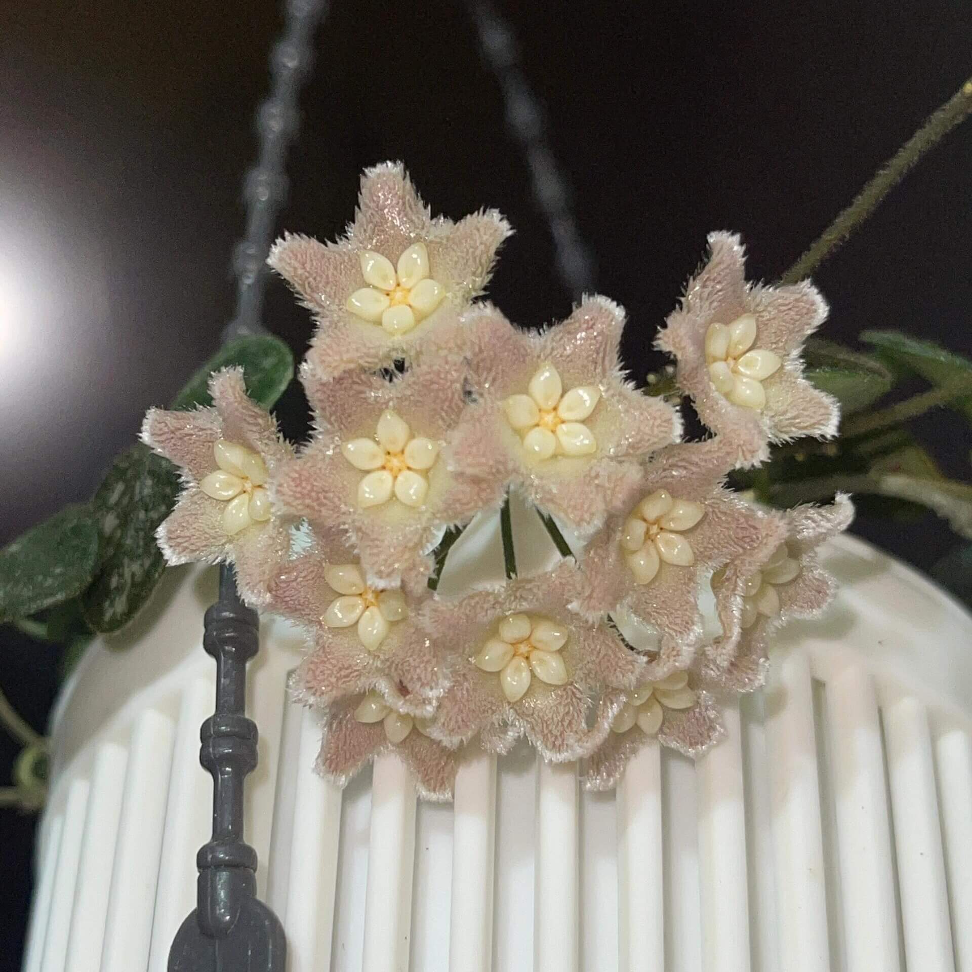 Hoya Wenshanensis AKA Hoya aff. Serpens is a species in the family Apocynaceae, subfamily Asclepiadoideae. It is native to Yunnan, China, where it occurs at around 1,300 meters elevation. This plant grows as an epiphytic subshrub in subtropical forest habitats.