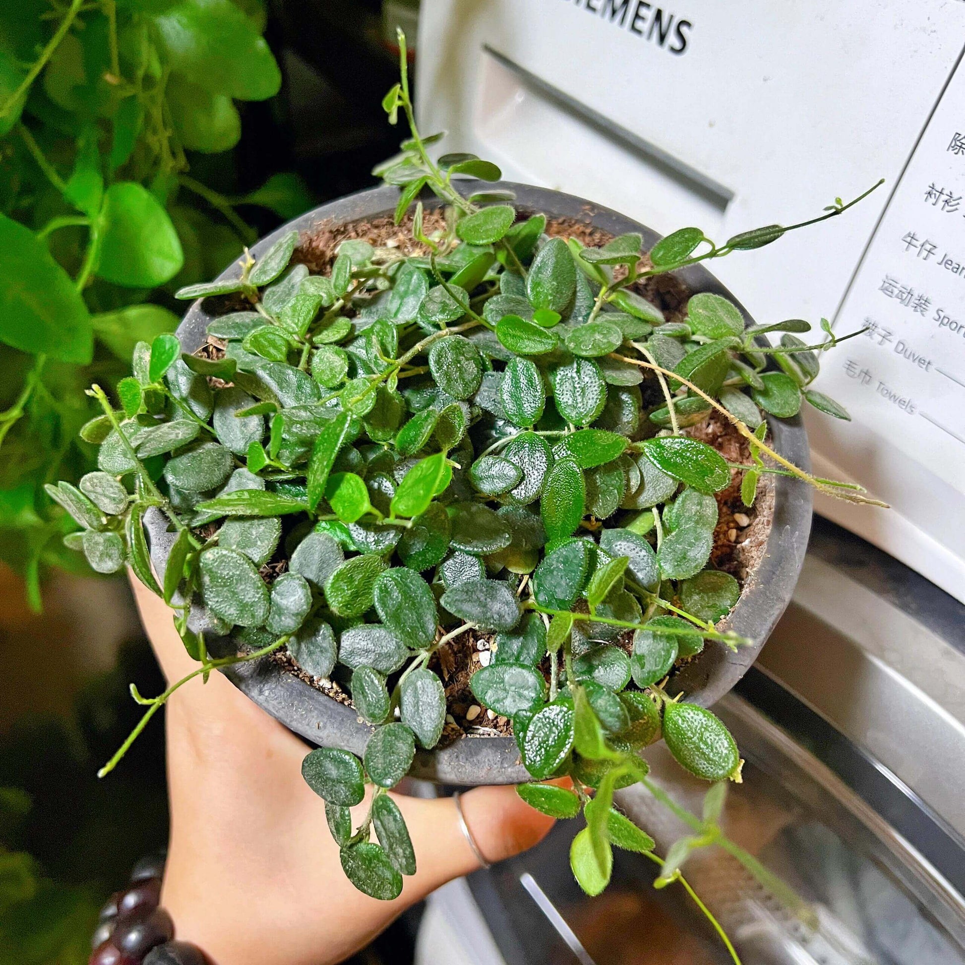 Hoya Wenshanensis AKA Hoya aff. Serpens is a species in the family Apocynaceae, subfamily Asclepiadoideae. It is native to Yunnan, China, where it occurs at around 1,300 meters elevation. This plant grows as an epiphytic subshrub in subtropical forest habitats.