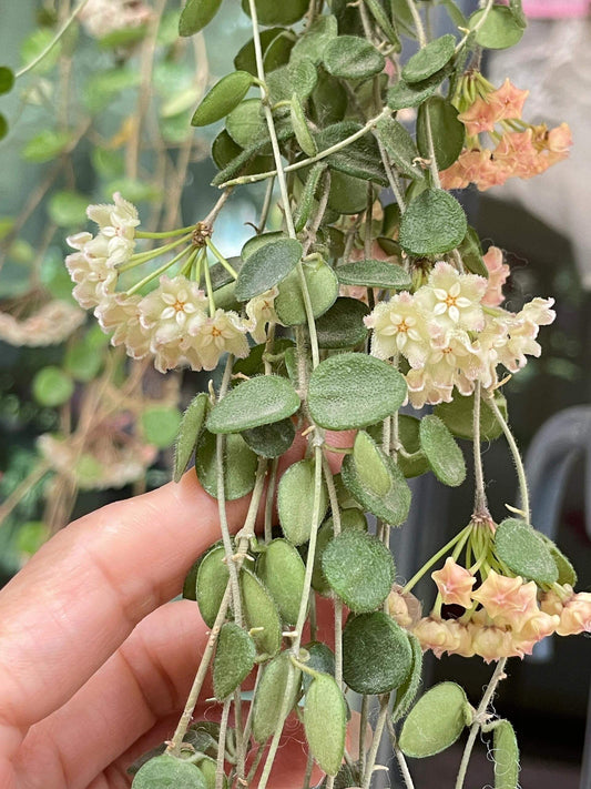 Hoya Wenshanensis AKA Hoya aff. Serpens is a species in the family Apocynaceae, subfamily Asclepiadoideae. It is native to Yunnan, China, where it occurs at around 1,300 meters elevation. This plant grows as an epiphytic subshrub in subtropical forest habitats.