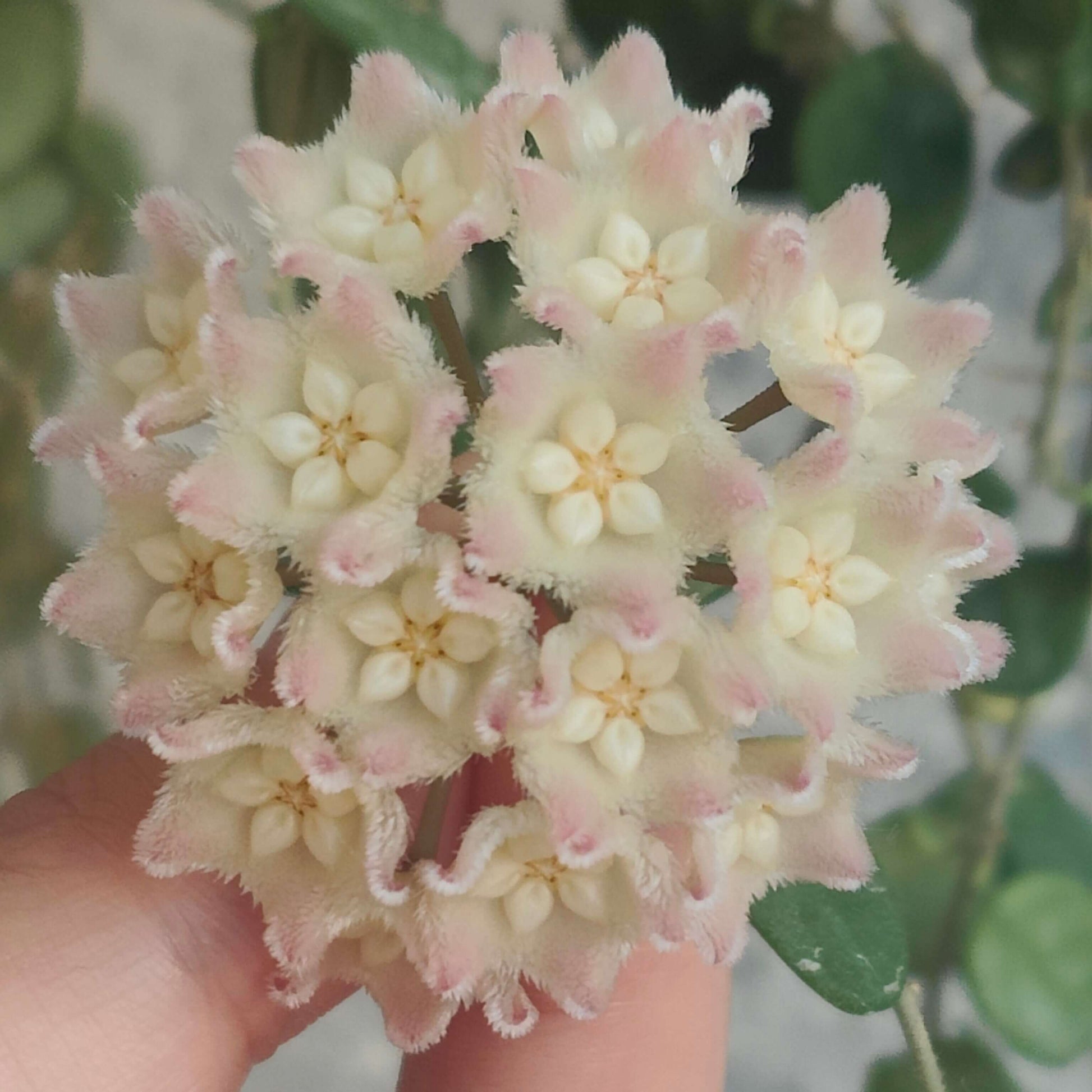 Hoya Wenshanensis AKA Hoya aff. Serpens is a species in the family Apocynaceae, subfamily Asclepiadoideae. It is native to Yunnan, China, where it occurs at around 1,300 meters elevation. This plant grows as an epiphytic subshrub in subtropical forest habitats.
