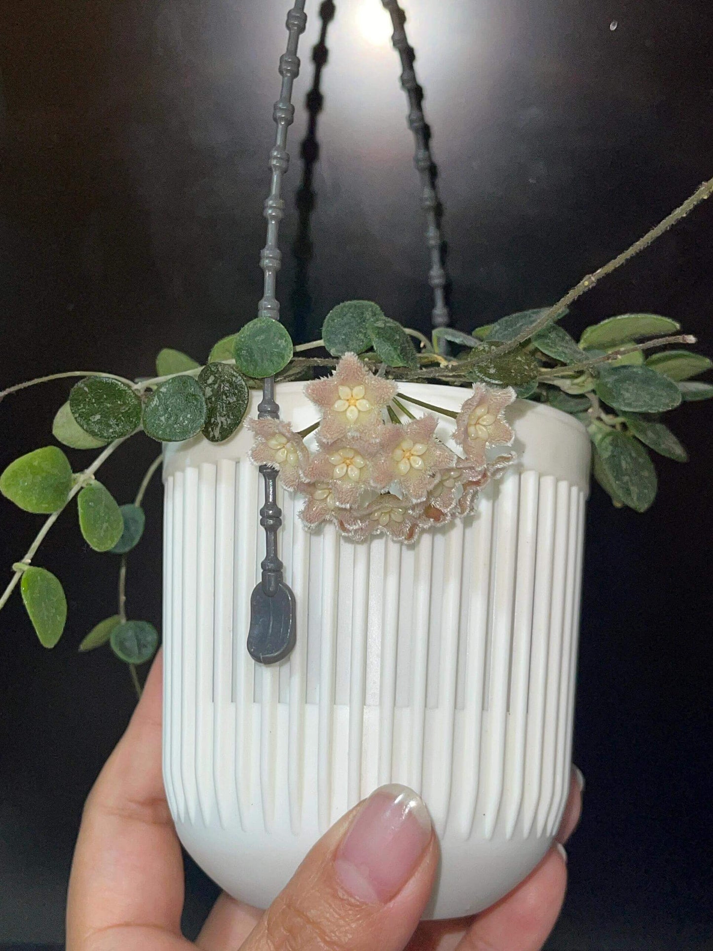 Hoya Wenshanensis AKA Hoya aff. Serpens is a species in the family Apocynaceae, subfamily Asclepiadoideae. It is native to Yunnan, China, where it occurs at around 1,300 meters elevation. This plant grows as an epiphytic subshrub in subtropical forest habitats.