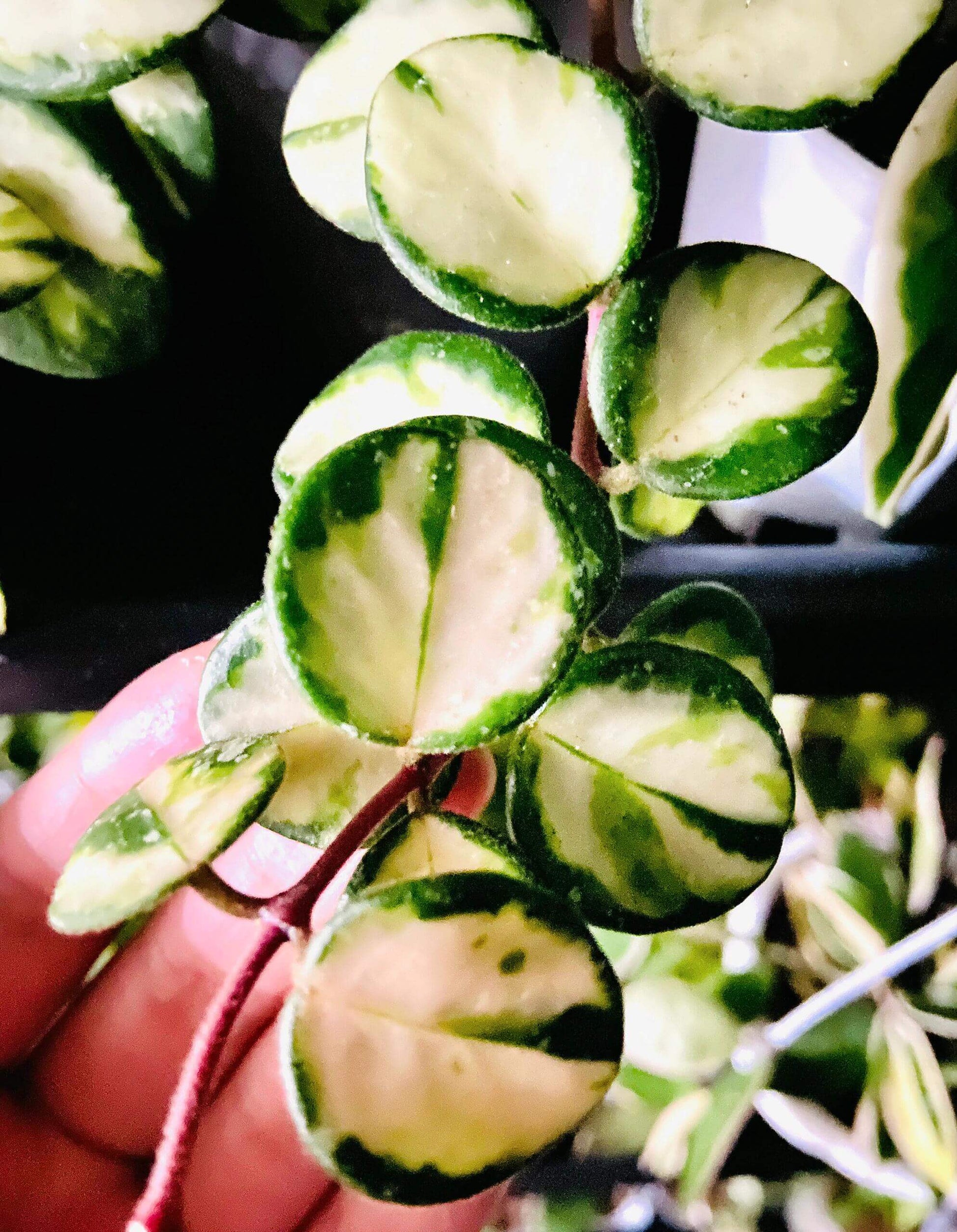 Hoya ‘Mathilde Inner Variegated’ is a rare variegated form of the hybrid Hoya ‘Mathilde’ (Hoya carnosa × Hoya serpens). Unlike the standard green type, this cultivar displays striking inner variegation, with creamy yellow to pale centers contrasted by green leaf margins. The plant has small, rounded, slightly succulent leaves and a compact, trailing growth habit, making it suitable for baskets or pots.