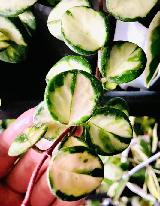 Hoya ‘Mathilde Inner Variegated’ is a rare variegated form of the hybrid Hoya ‘Mathilde’ (Hoya carnosa × Hoya serpens). Unlike the standard green type, this cultivar displays striking inner variegation, with creamy yellow to pale centers contrasted by green leaf margins. The plant has small, rounded, slightly succulent leaves and a compact, trailing growth habit, making it suitable for baskets or pots.