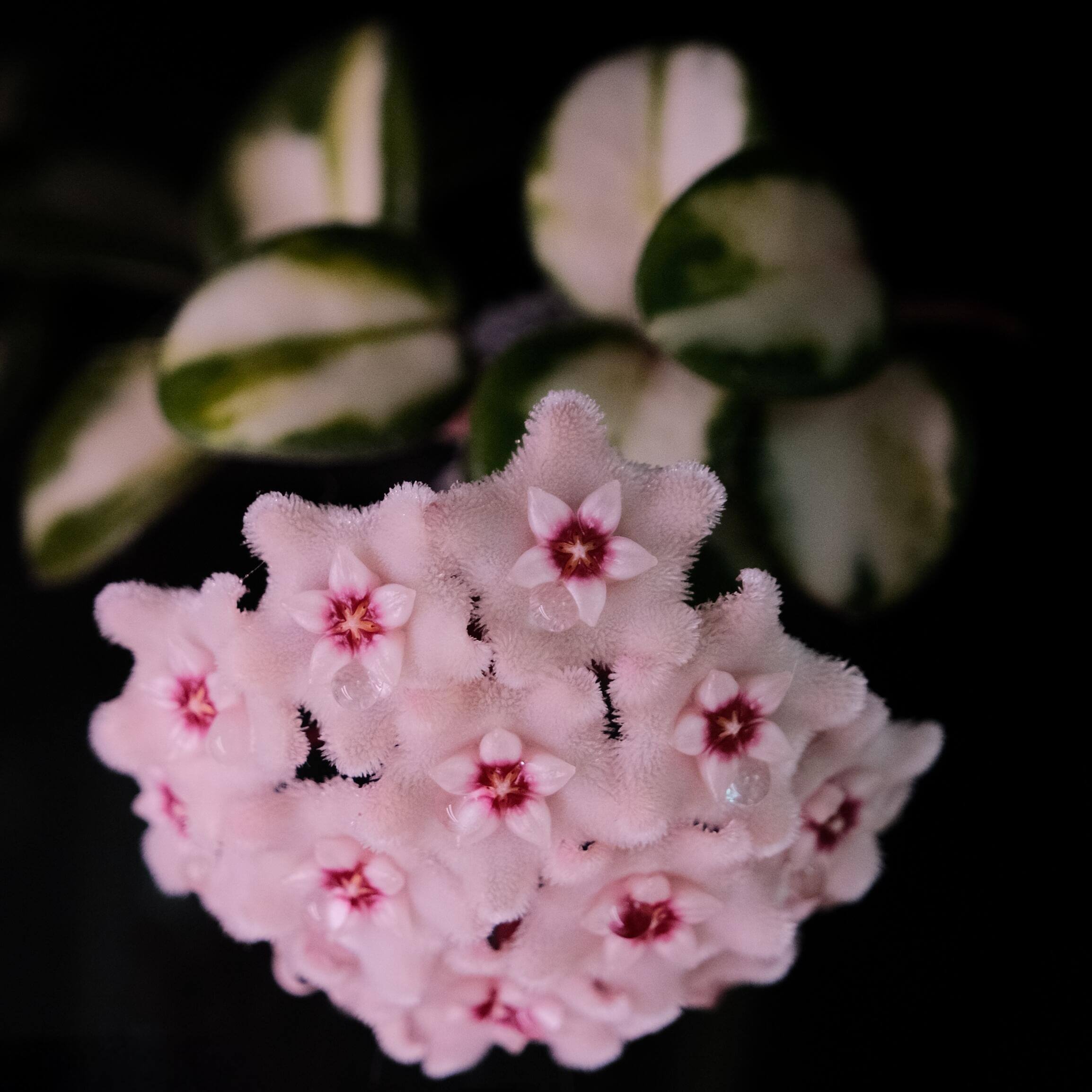 LilyページHoya mathilde variegated+ HPVS Hoya 'Mathilde Inner Variegated' for Sale – Begin With Plants
