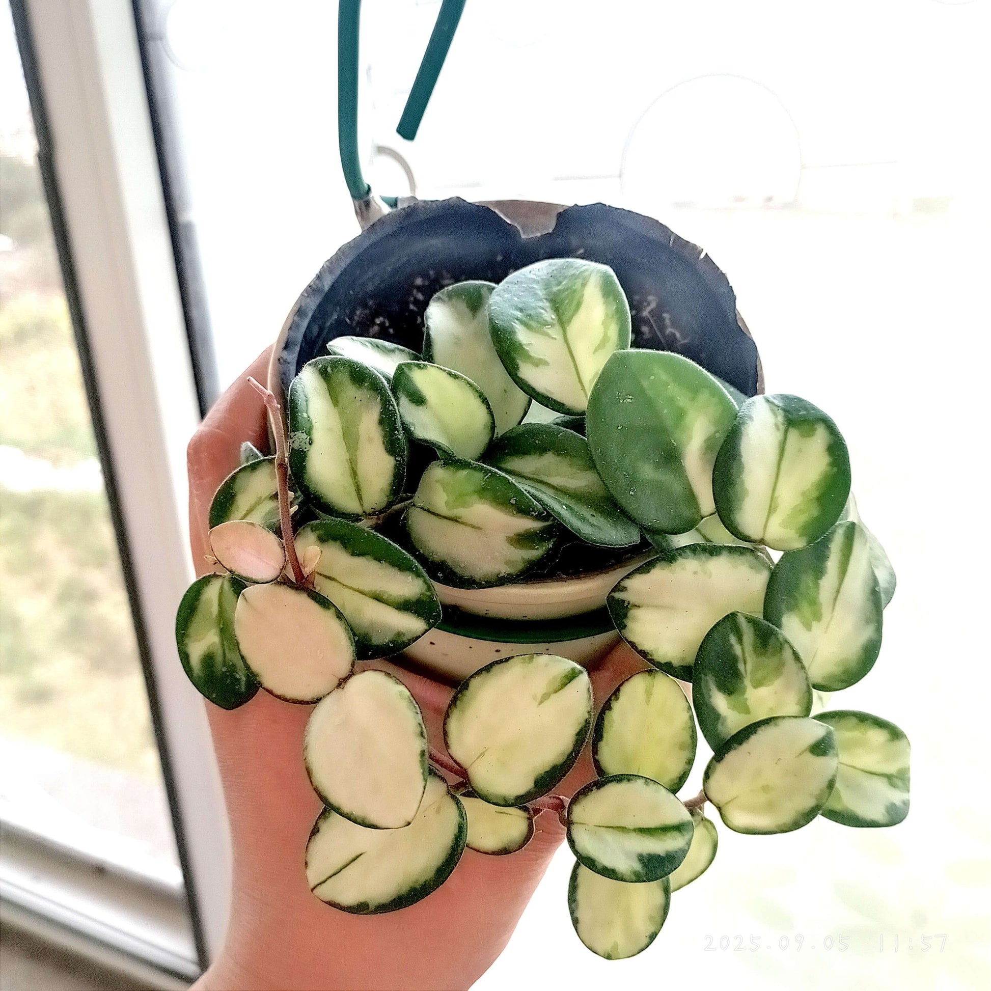Hoya ‘Mathilde Inner Variegated’ is a rare variegated form of the hybrid Hoya ‘Mathilde’ (Hoya carnosa × Hoya serpens). Unlike the standard green type, this cultivar displays striking inner variegation, with creamy yellow to pale centers contrasted by green leaf margins. The plant has small, rounded, slightly succulent leaves and a compact, trailing growth habit, making it suitable for baskets or pots.