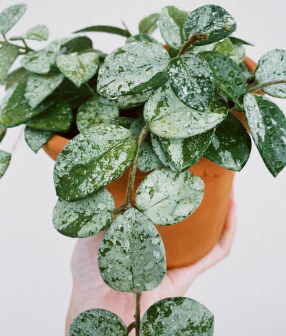 Hoya ‘Mathilde Splash’ is a hybrid of Hoya carnosa × Hoya serpens. It is prized for its small, ovate/fleshy leaves that are green but heavily “splashed” with silver or white markings (the “splash” effect). When mature, it can produce clusters of fragrant, star-shaped flowers—often white or pale pink with a contrasting center.
