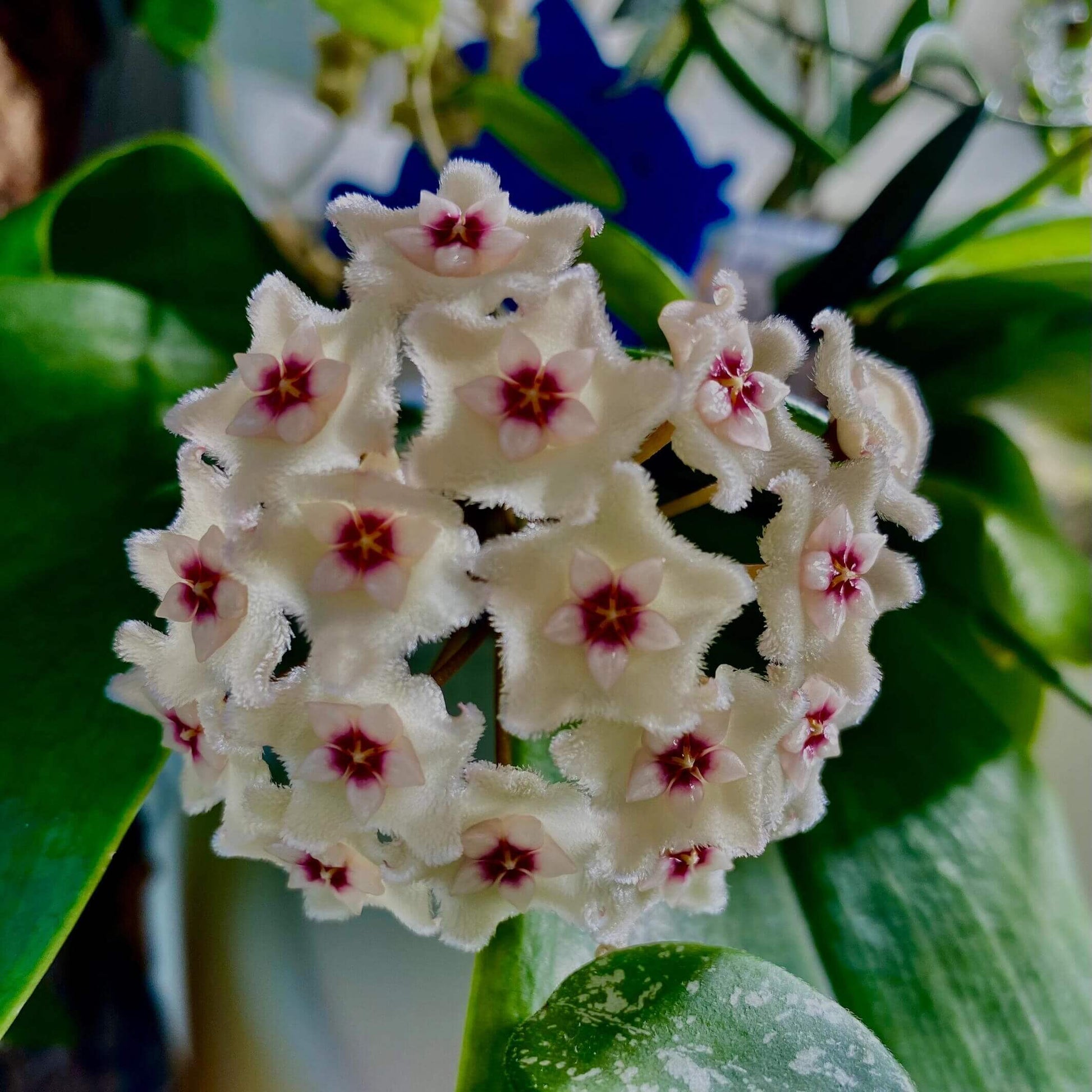 Hoya ‘Mathilde Splash’ is a hybrid of Hoya carnosa × Hoya serpens. It is prized for its small, ovate/fleshy leaves that are green but heavily “splashed” with silver or white markings (the “splash” effect). When mature, it can produce clusters of fragrant, star-shaped flowers—often white or pale pink with a contrasting center.