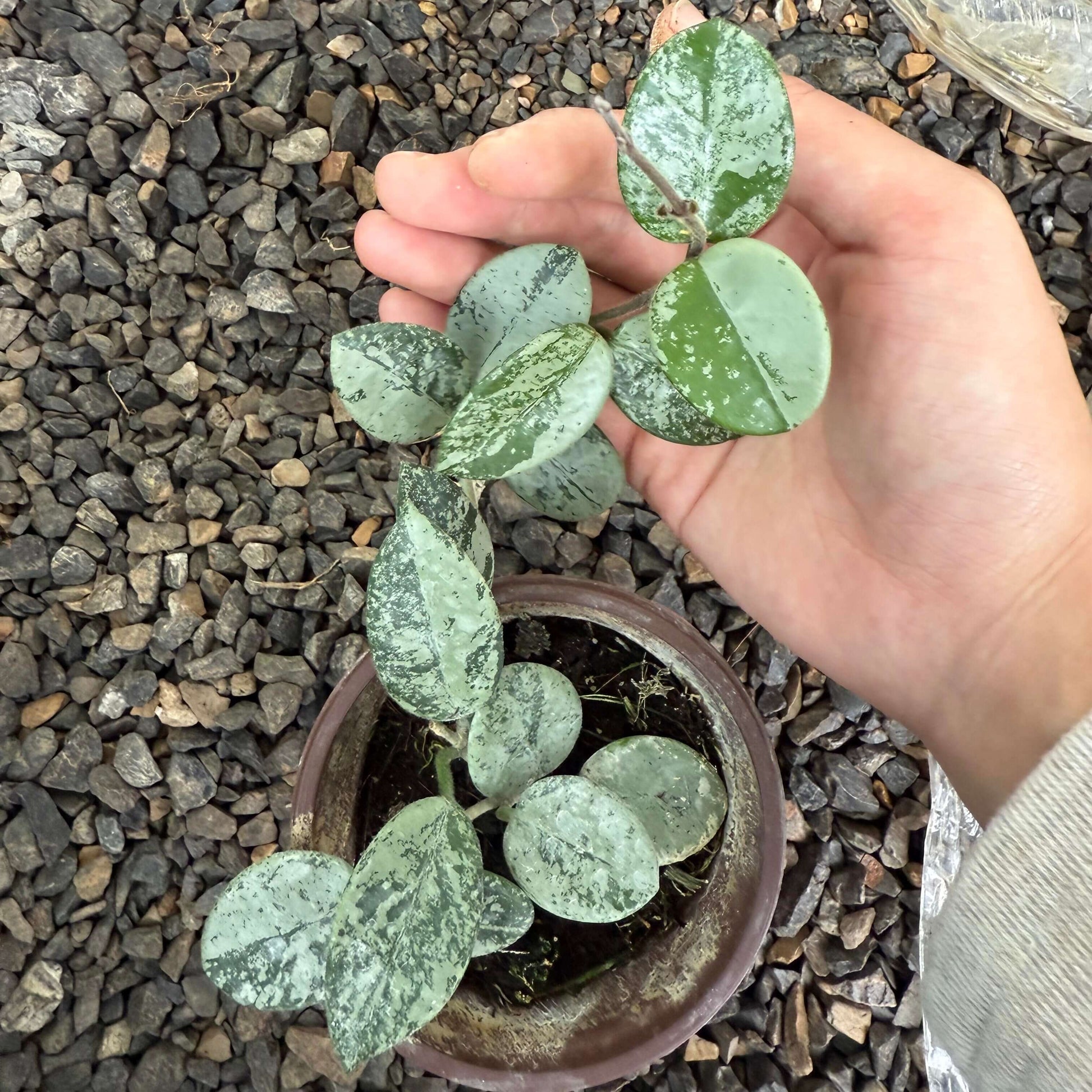 Hoya ‘Mathilde Splash’ is a hybrid of Hoya carnosa × Hoya serpens. It is prized for its small, ovate/fleshy leaves that are green but heavily “splashed” with silver or white markings (the “splash” effect). When mature, it can produce clusters of fragrant, star-shaped flowers—often white or pale pink with a contrasting center.