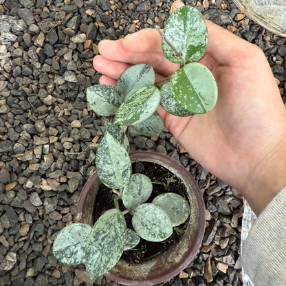 Hoya ‘Mathilde Splash’ is a hybrid of Hoya carnosa × Hoya serpens. It is prized for its small, ovate/fleshy leaves that are green but heavily “splashed” with silver or white markings (the “splash” effect). When mature, it can produce clusters of fragrant, star-shaped flowers—often white or pale pink with a contrasting center.