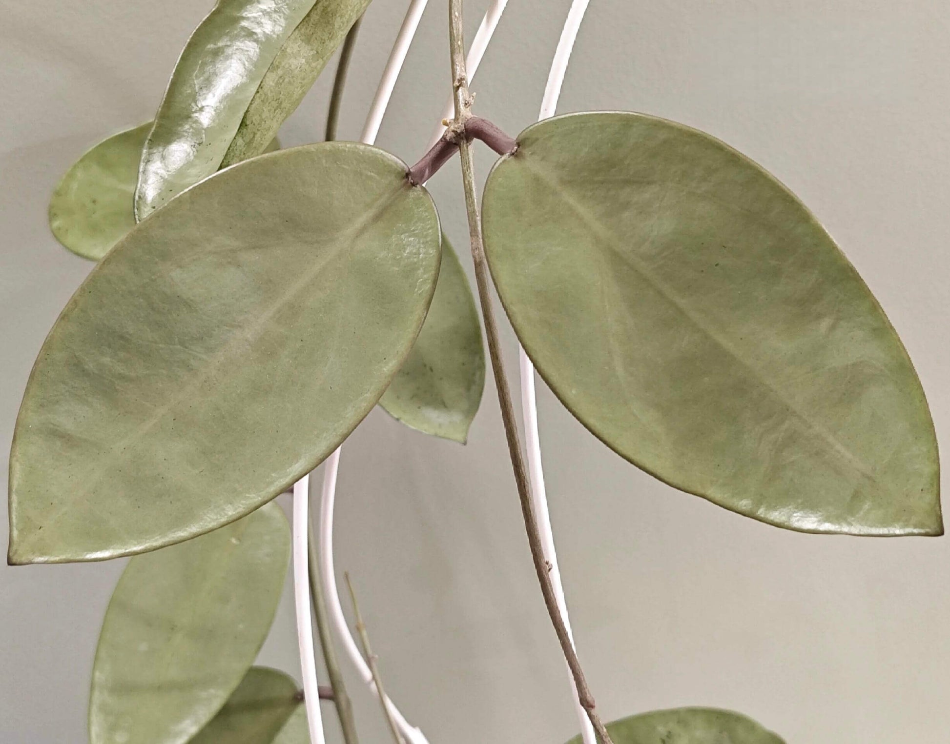 Hoya 'Silver Dollar' is a striking hybrid cultivar known for its thick, round to oval leaves with a shimmering silver-green surface. With ample bright light, the foliage can develop lovely lavender or purple tones—a response to “sun-stress.”