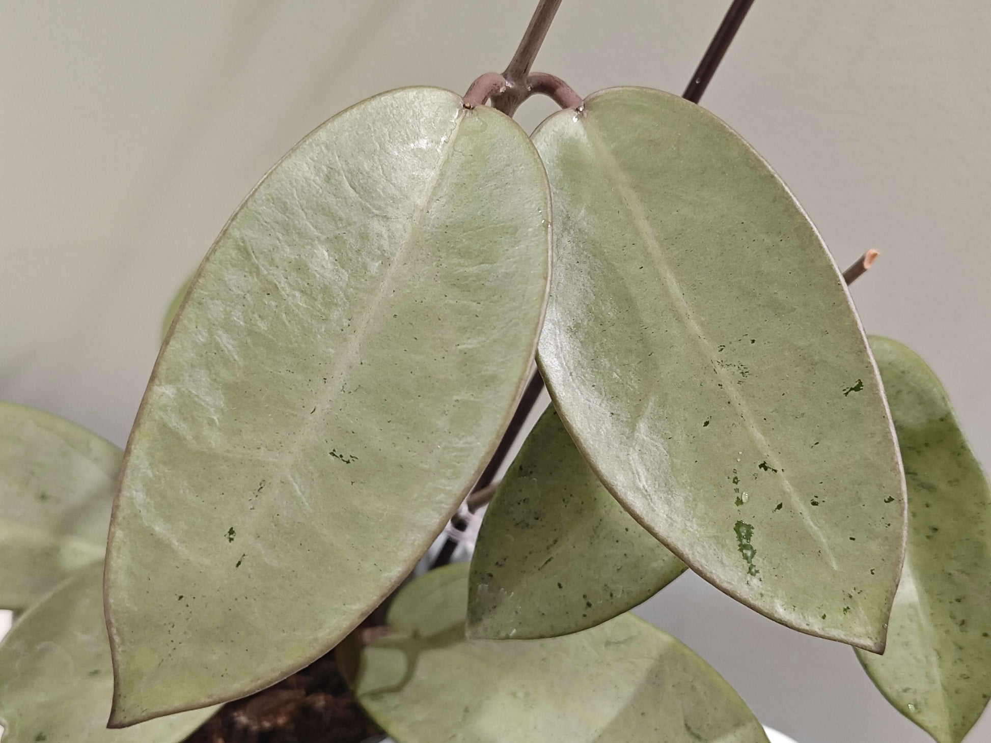 Hoya 'Silver Dollar' is a striking hybrid cultivar known for its thick, round to oval leaves with a shimmering silver-green surface. With ample bright light, the foliage can develop lovely lavender or purple tones—a response to “sun-stress.”