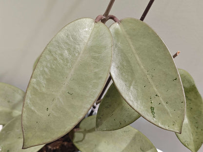 Hoya 'Silver Dollar' is a striking hybrid cultivar known for its thick, round to oval leaves with a shimmering silver-green surface. With ample bright light, the foliage can develop lovely lavender or purple tones—a response to “sun-stress.”