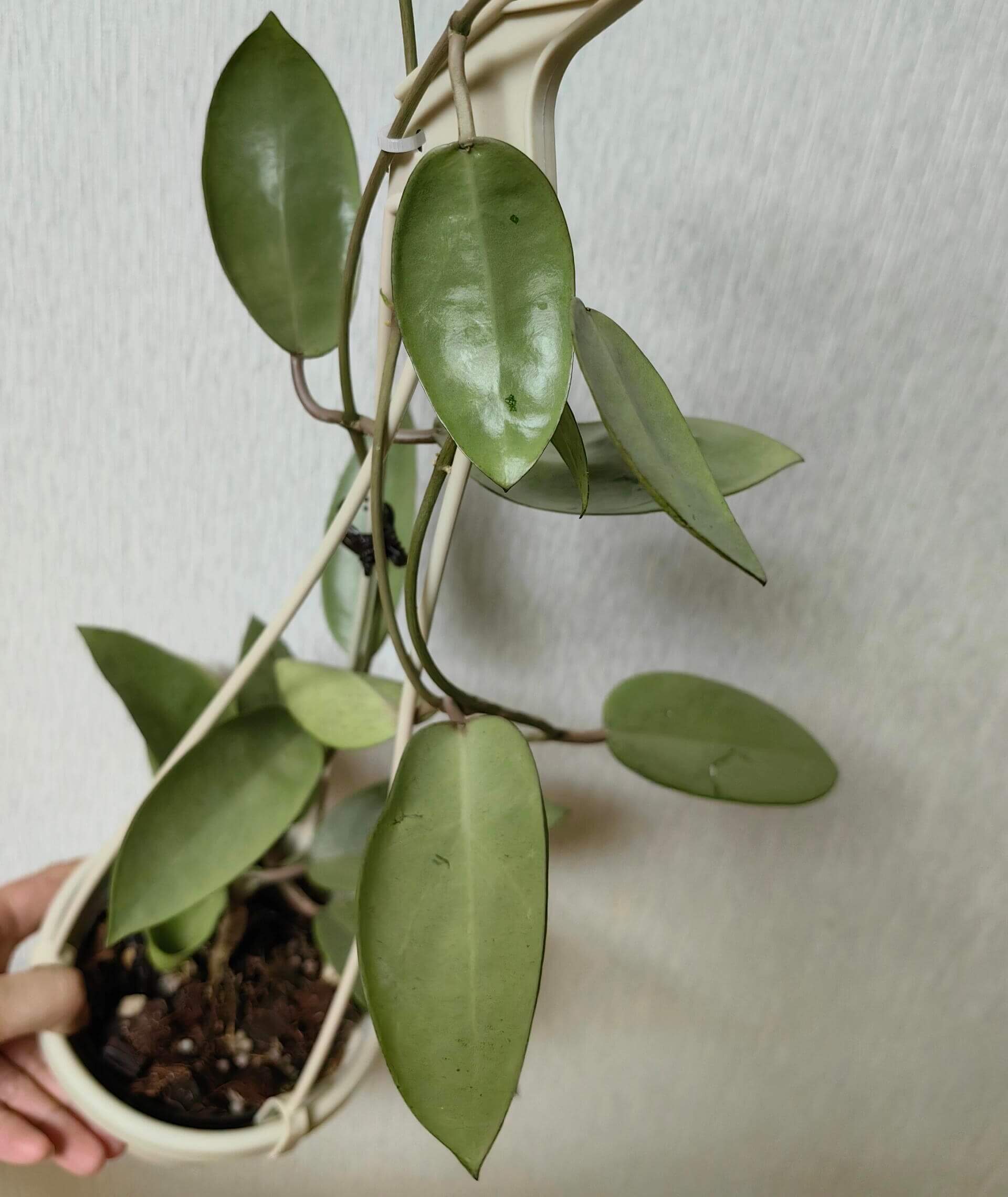 Hoya 'Silver Dollar' is a striking hybrid cultivar known for its thick, round to oval leaves with a shimmering silver-green surface. With ample bright light, the foliage can develop lovely lavender or purple tones—a response to “sun-stress.”