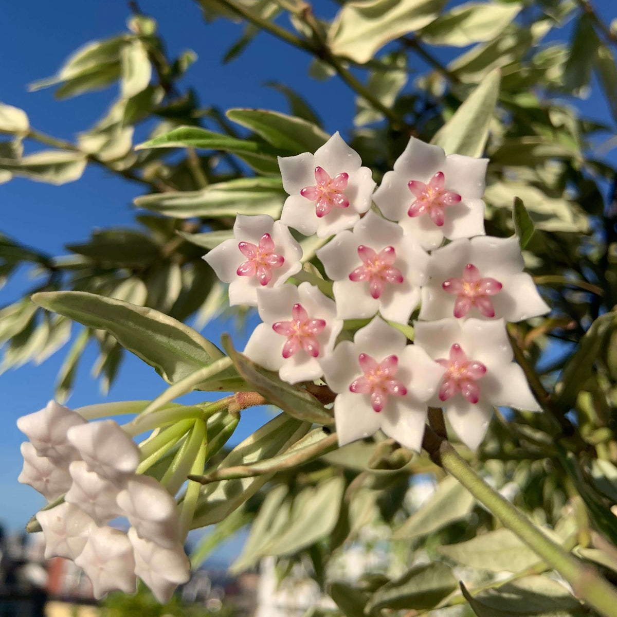 Hoya bella ‘Albomarginata’ is a beautiful variegated form of Hoya bella, prized for its small, lance-shaped leaves with crisp creamy-white margins surrounding a green center. The compact, trailing stems make it especially suitable for hanging baskets, shelves, or small trellises. Mature plants can produce charming clusters of waxy, star-shaped white flowers with pink to purple centers and a pleasant fragrance.