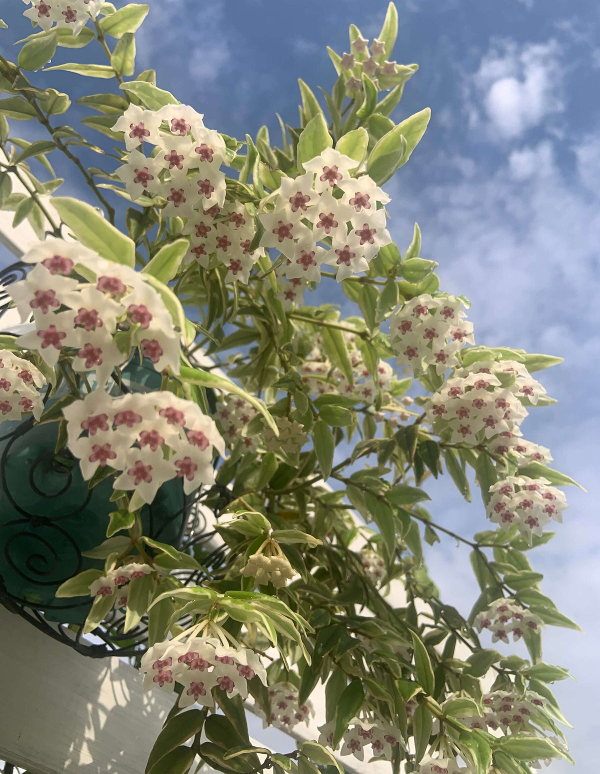 Hoya bella ‘Albomarginata’ is a beautiful variegated form of Hoya bella, prized for its small, lance-shaped leaves with crisp creamy-white margins surrounding a green center. The compact, trailing stems make it especially suitable for hanging baskets, shelves, or small trellises. Mature plants can produce charming clusters of waxy, star-shaped white flowers with pink to purple centers and a pleasant fragrance.
