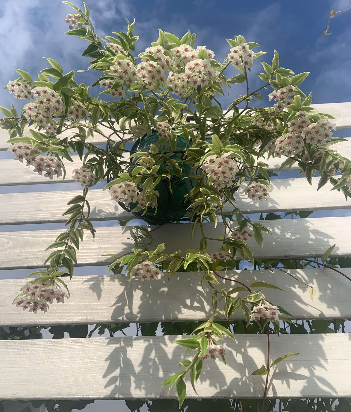 Hoya bella ‘Albomarginata’ is a beautiful variegated form of Hoya bella, prized for its small, lance-shaped leaves with crisp creamy-white margins surrounding a green center. The compact, trailing stems make it especially suitable for hanging baskets, shelves, or small trellises. Mature plants can produce charming clusters of waxy, star-shaped white flowers with pink to purple centers and a pleasant fragrance.