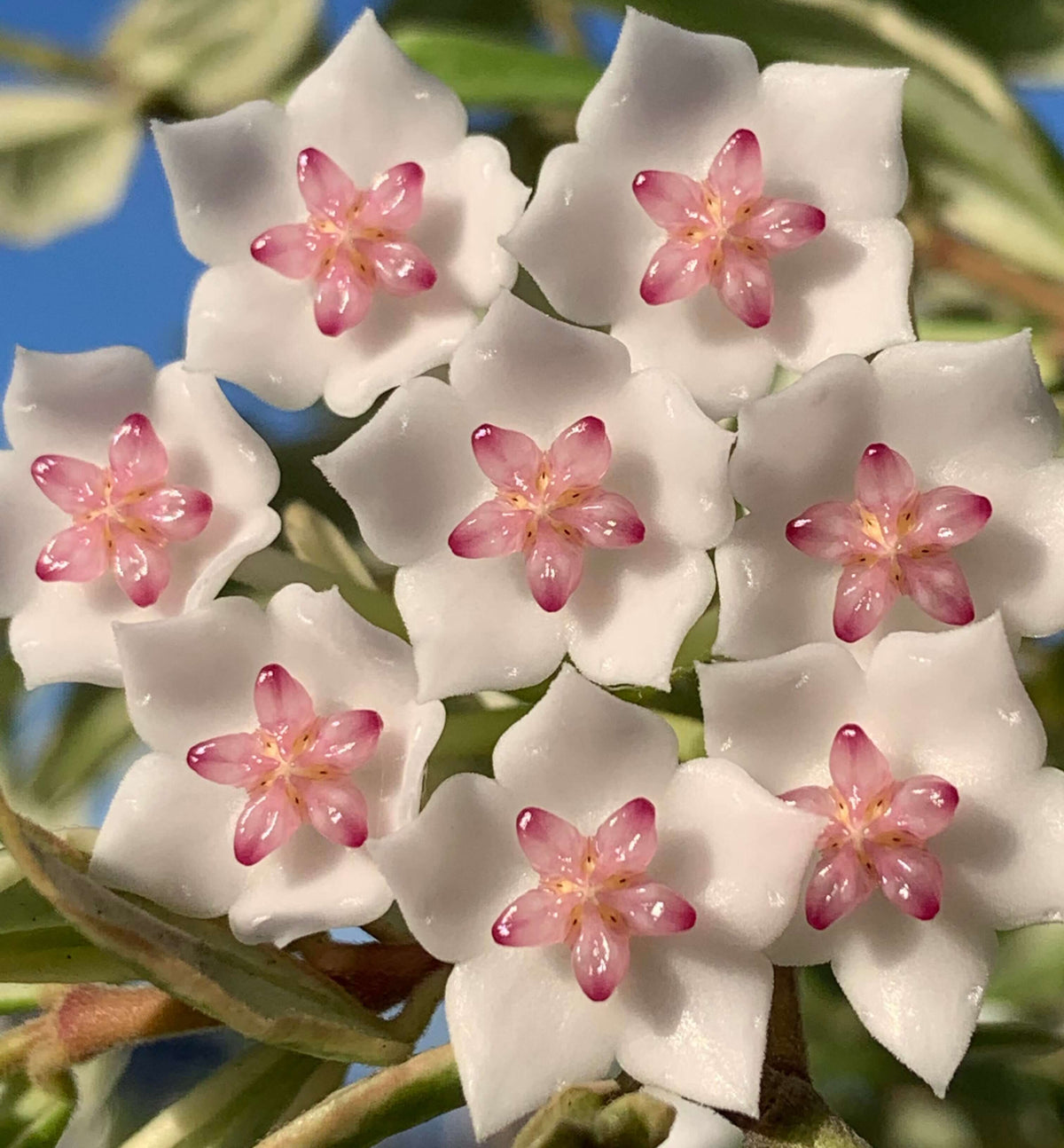 Hoya bella ‘Albomarginata’ is a beautiful variegated form of Hoya bella, prized for its small, lance-shaped leaves with crisp creamy-white margins surrounding a green center. The compact, trailing stems make it especially suitable for hanging baskets, shelves, or small trellises. Mature plants can produce charming clusters of waxy, star-shaped white flowers with pink to purple centers and a pleasant fragrance.