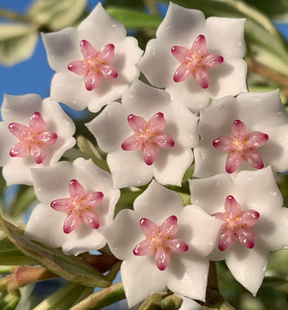 Hoya bella ‘Albomarginata’ is a beautiful variegated form of Hoya bella, prized for its small, lance-shaped leaves with crisp creamy-white margins surrounding a green center. The compact, trailing stems make it especially suitable for hanging baskets, shelves, or small trellises. Mature plants can produce charming clusters of waxy, star-shaped white flowers with pink to purple centers and a pleasant fragrance.