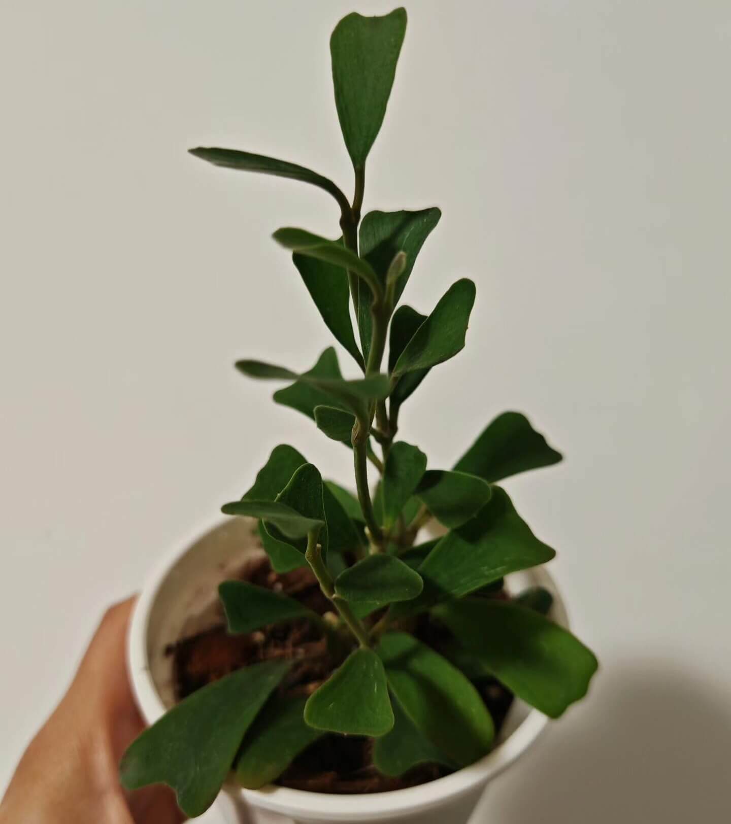 Hoya manipurensis is native to the montane forests of South and Southeast Asia, occurring in Eastern Nepal, southwestern Yunnan in China, Myanmar, and Thailand, where it typically grows as an epiphyte in humid evergreen forest habitats.
