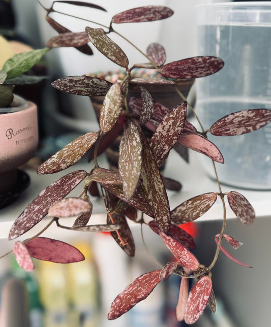 Hoya sigillatis is a graceful trailing epiphyte native to Borneo. Its elongated olive-green leaves are decorated with silvery splash patterns and a burgundy underside. Under strong light, the foliage may develop a beautiful reddish or purplish hue, adding depth and contrast to the plant’s appearance. Clusters of caramel-orange, waxy flowers emit a rich, sweet fragrance, making this species both visually and aromatically captivating.
