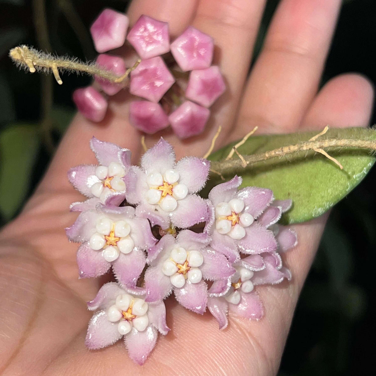 Hoya aff. thomsonii EPC-215 is a rare and highly sought-after collector Hoya known for its exceptionally fuzzy foliage and beautiful pink flowers. The elongated, pointed leaves are covered with a soft, dense layer of fine hairs, giving the plant a distinctive velvety texture and an attractive silver-green appearance. Mature plants can produce clusters of charming pink, waxy flowers that contrast beautifully with the fuzzy foliage.
