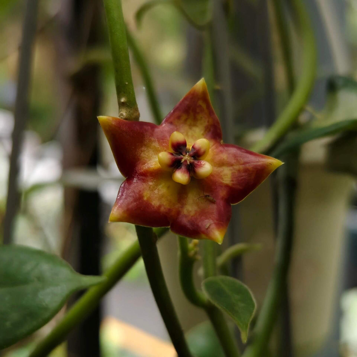 Hoya ariadna is a striking, large-growing Hoya with thick, leathery, glossy green leaves and a climbing habit. It is native to the Malesian region, including the Moluccas, New Guinea, and northern Queensland.