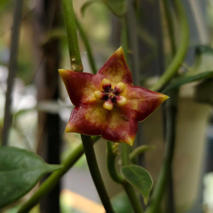 Hoya ariadna is a striking, large-growing Hoya with thick, leathery, glossy green leaves and a climbing habit. It is native to the Malesian region, including the Moluccas, New Guinea, and northern Queensland.