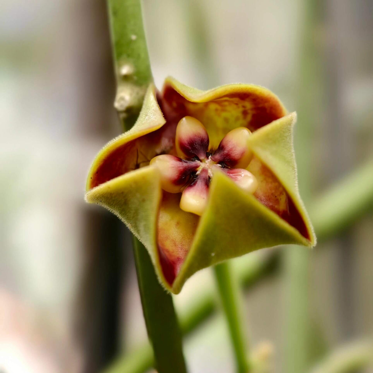 Hoya ariadna is a striking, large-growing Hoya with thick, leathery, glossy green leaves and a climbing habit. It is native to the Malesian region, including the Moluccas, New Guinea, and northern Queensland.