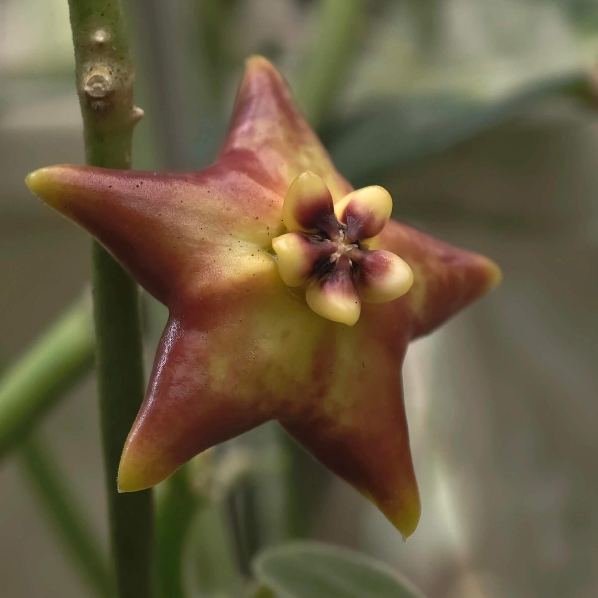 Hoya ariadna is a striking, large-growing Hoya with thick, leathery, glossy green leaves and a climbing habit. It is native to the Malesian region, including the Moluccas, New Guinea, and northern Queensland.