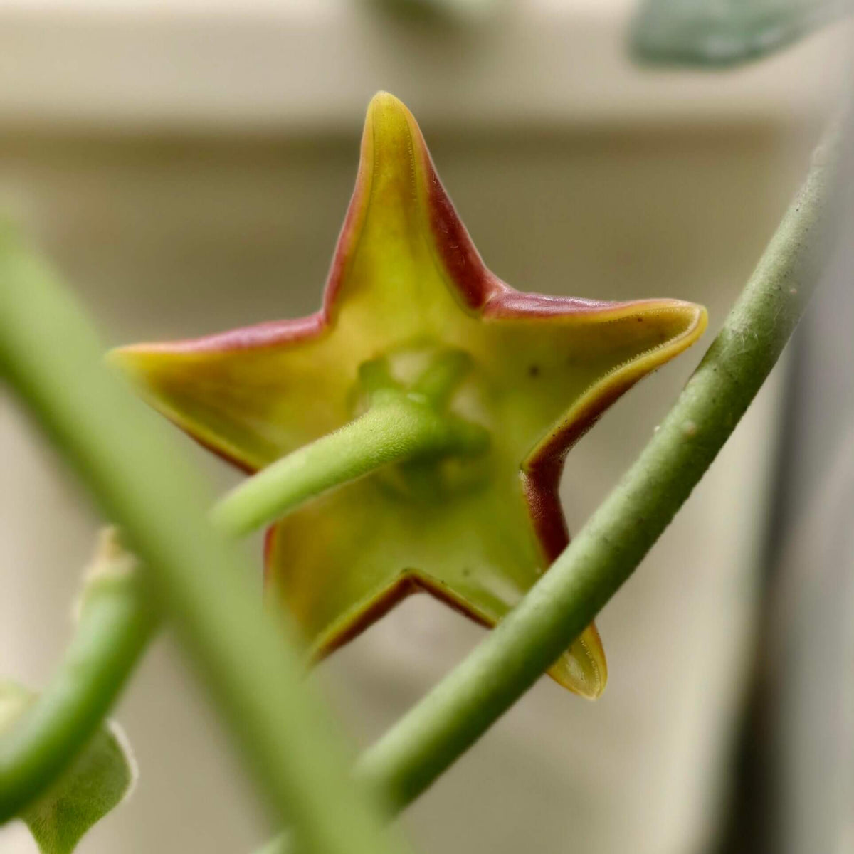 Hoya ariadna is a striking, large-growing Hoya with thick, leathery, glossy green leaves and a climbing habit. It is native to the Malesian region, including the Moluccas, New Guinea, and northern Queensland.