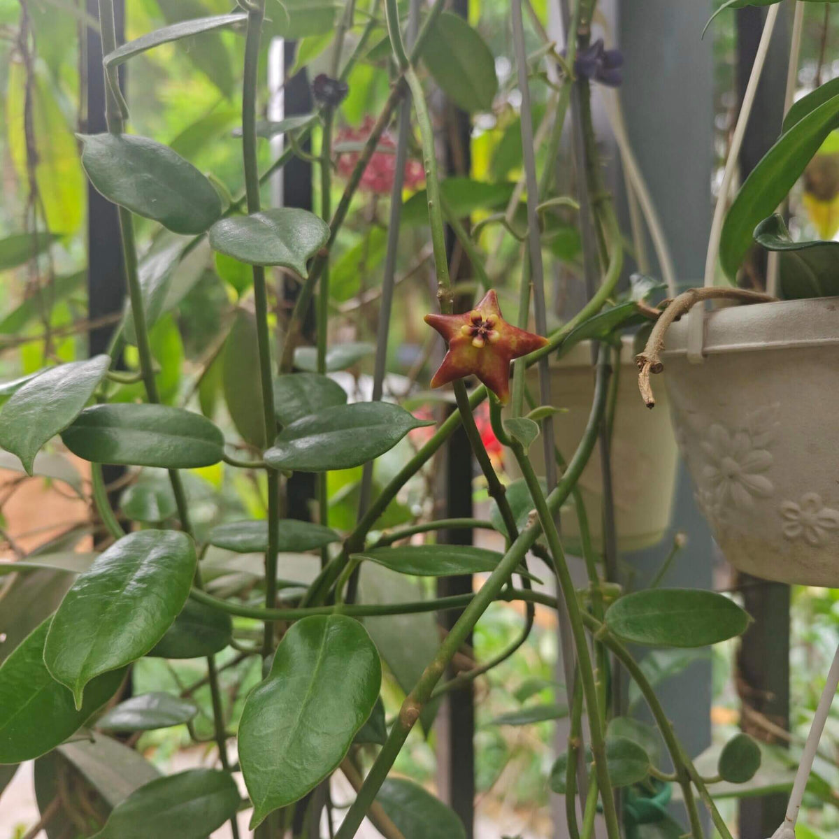 Hoya ariadna is a striking, large-growing Hoya with thick, leathery, glossy green leaves and a climbing habit. It is native to the Malesian region, including the Moluccas, New Guinea, and northern Queensland.