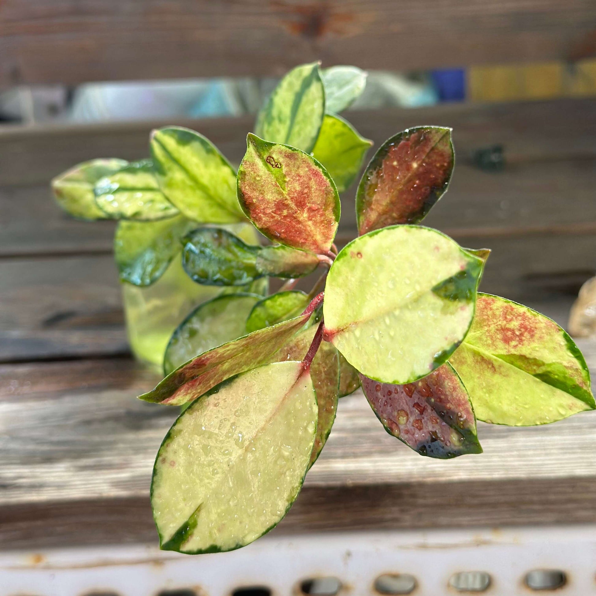 Hoya australis 'Lisa' has ovate leaves with a striking variegation of green, cream, yellow, and pink hues, with new growth often emerging with a pinkish tint that enhances its colorful appearance. It is a trailing vine that can grow up to 3 feet indoors, making it well-suited for hanging baskets or pots with a trellis, allowing its vines to cascade elegantly.