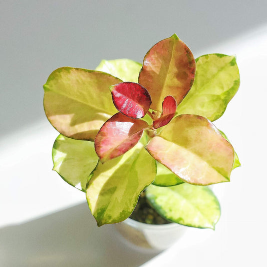 Hoya australis 'Lisa' has ovate leaves with a striking variegation of green, cream, yellow, and pink hues, with new growth often emerging with a pinkish tint that enhances its colorful appearance. It is a trailing vine that can grow up to 3 feet indoors, making it well-suited for hanging baskets or pots with a trellis, allowing its vines to cascade elegantly.