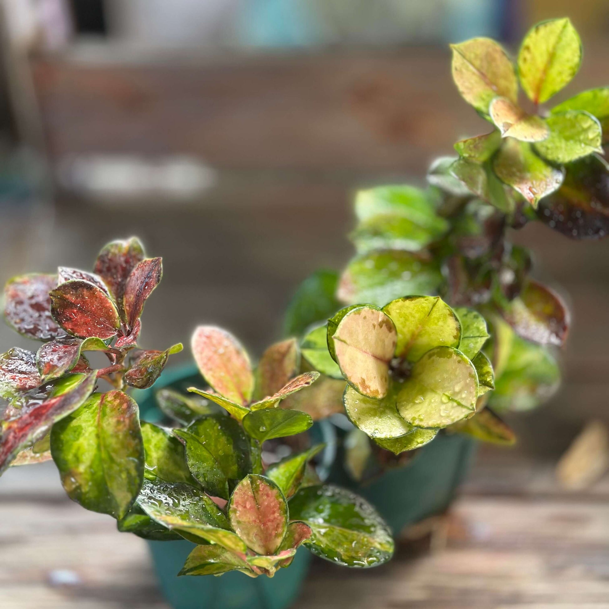 Hoya australis 'Lisa' has ovate leaves with a striking variegation of green, cream, yellow, and pink hues, with new growth often emerging with a pinkish tint that enhances its colorful appearance. It is a trailing vine that can grow up to 3 feet indoors, making it well-suited for hanging baskets or pots with a trellis, allowing its vines to cascade elegantly.
