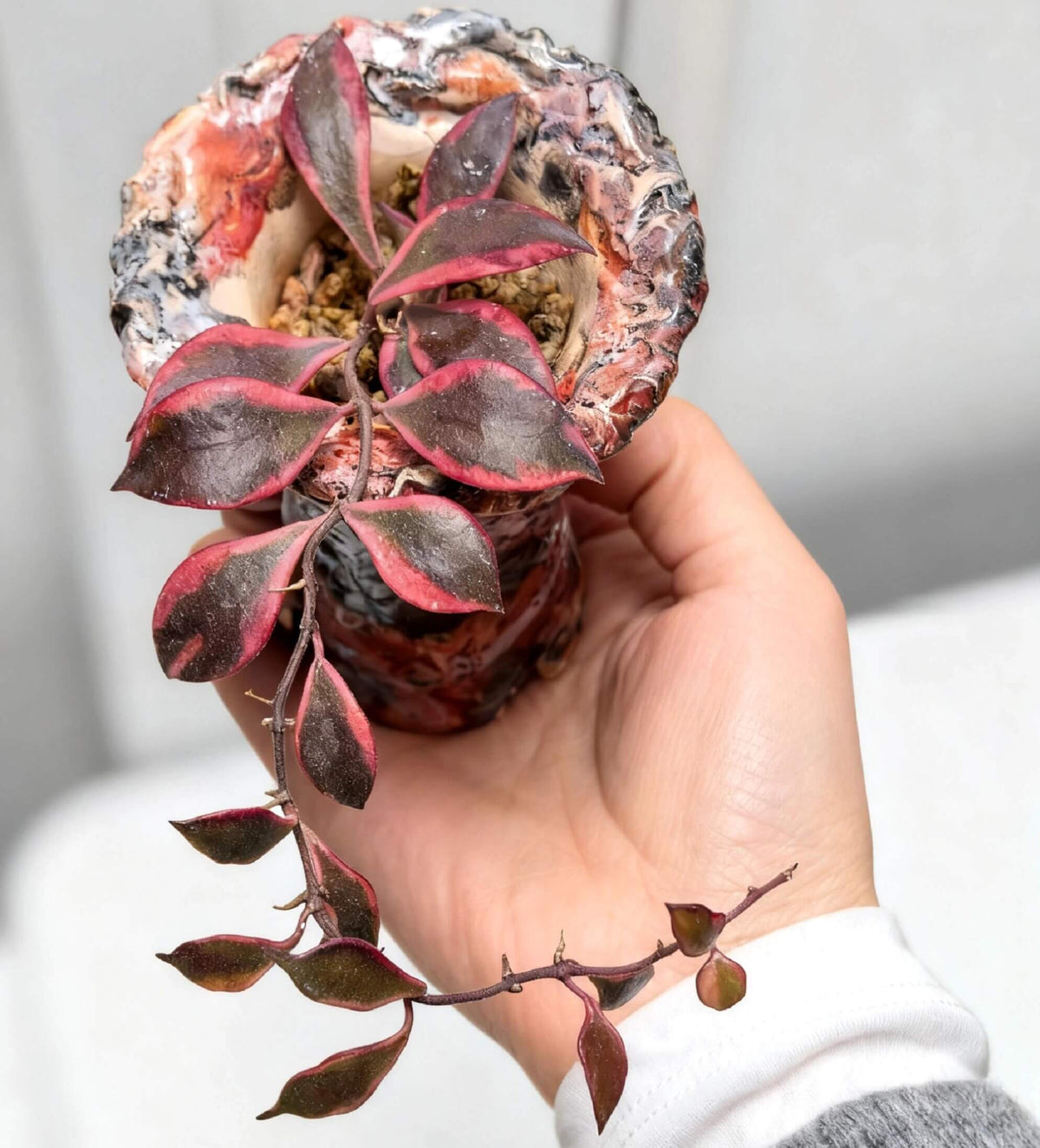 Hoya bakoensis Albomarginata is a rare and attractive variegated form of Hoya bakoensis, featuring small, elegant leaves with distinctive creamy white margins. The compact foliage develops along slender, lightly climbing stems, creating a neat and delicate appearance. With bright light, the variegated margins can develop attractive pink to reddish tones, creating a beautiful contrast against the dark green leaves.