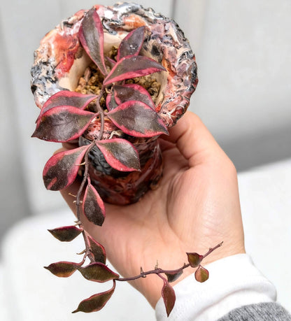 Hoya bakoensis Albomarginata is a rare and attractive variegated form of Hoya bakoensis, featuring small, elegant leaves with distinctive creamy white margins. The compact foliage develops along slender, lightly climbing stems, creating a neat and delicate appearance. With bright light, the variegated margins can develop attractive pink to reddish tones, creating a beautiful contrast against the dark green leaves.