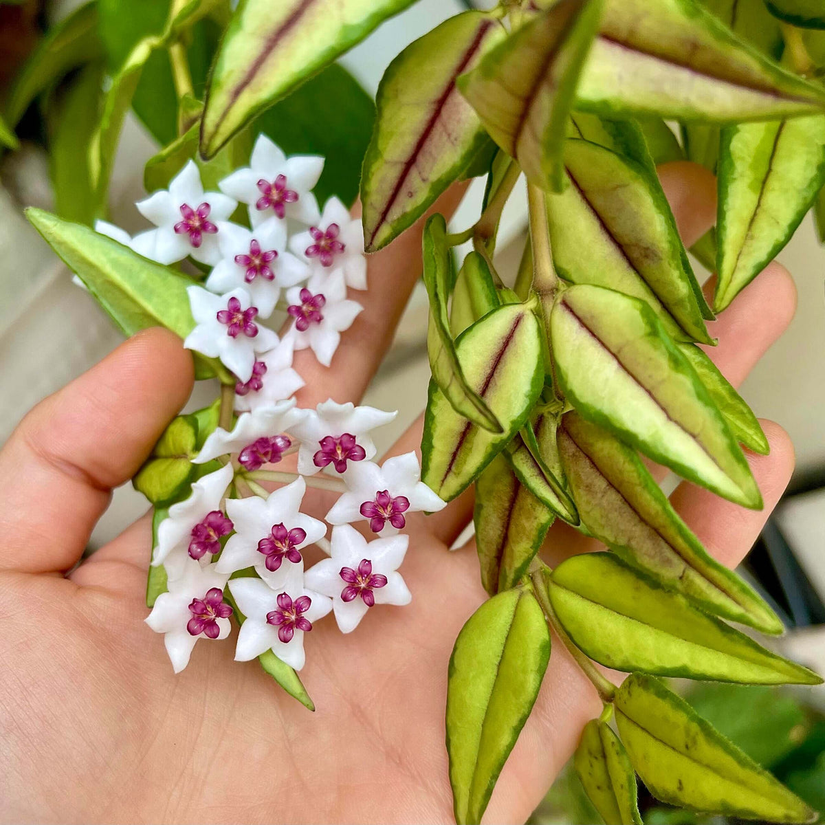 Hoya bella ‘Luis Bois’ is a beautiful inner-variegated form of Hoya bella, prized for its small, elegant leaves with creamy yellow to pale green variegation concentrated through the center of the foliage. The contrasting green margins create a distinctive framed appearance, while new growth may show attractive reddish tones. This compact Hoya develops slender, trailing or lightly climbing stems and can produce clusters of delicate, waxy white flowers with soft pink centers.