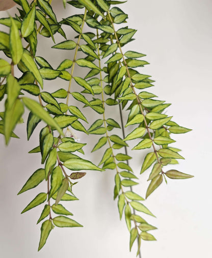 Hoya bella ‘Luis Bois’ is a beautiful inner-variegated form of Hoya bella, prized for its small, elegant leaves with creamy yellow to pale green variegation concentrated through the center of the foliage. The contrasting green margins create a distinctive framed appearance, while new growth may show attractive reddish tones. This compact Hoya develops slender, trailing or lightly climbing stems and can produce clusters of delicate, waxy white flowers with soft pink centers.