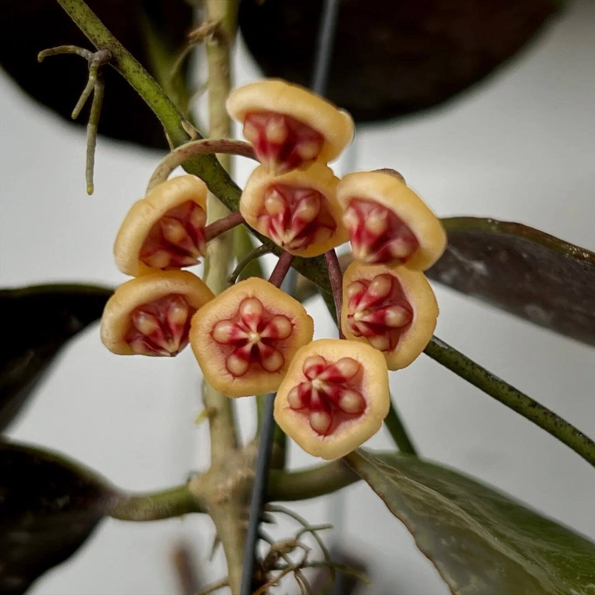 Hoya benchaii is a rare epiphytic climbing Hoya from Sabah, Borneo, first collected in the Telupid area east of Ranau and formally described in 2014. It develops thick, leathery, glossy green leaves with clearly visible venation and a compact, twining growth habit. The species is particularly attractive when mature, producing unusual rounded, waxy flowers in small clusters; flower coloration has been reported from white to soft pink, depending on the cultivated form.