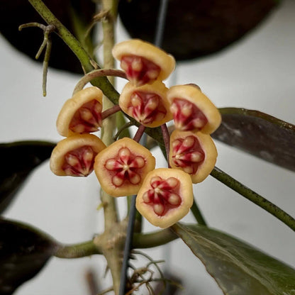 Hoya benchaii is a rare epiphytic climbing Hoya from Sabah, Borneo, first collected in the Telupid area east of Ranau and formally described in 2014. It develops thick, leathery, glossy green leaves with clearly visible venation and a compact, twining growth habit. The species is particularly attractive when mature, producing unusual rounded, waxy flowers in small clusters; flower coloration has been reported from white to soft pink, depending on the cultivated form.