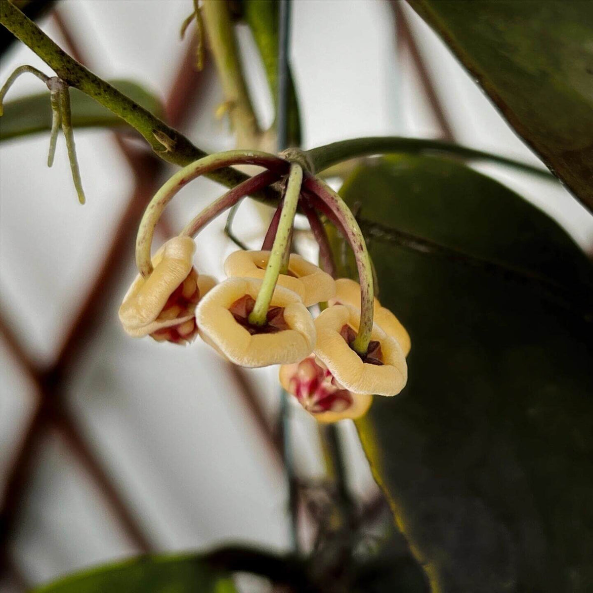 Hoya benchaii is a rare epiphytic climbing Hoya from Sabah, Borneo, first collected in the Telupid area east of Ranau and formally described in 2014. It develops thick, leathery, glossy green leaves with clearly visible venation and a compact, twining growth habit. The species is particularly attractive when mature, producing unusual rounded, waxy flowers in small clusters; flower coloration has been reported from white to soft pink, depending on the cultivated form.