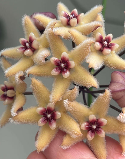Hoya buotii is a rare Philippine endemic Hoya with a fast-growing, slender, wiry climbing habit and attractive elongated green leaves. Mature plants produce clusters of fuzzy, star-shaped flowers, with very pale yellow to creamy petals and a contrasting white to cream corona that becomes red to dark red toward the center. The flowers can reach around 3 cm across and are pleasantly fragrant, with a vanilla-like scent. Young leaves may develop attractive reddish tones under brighter light.
