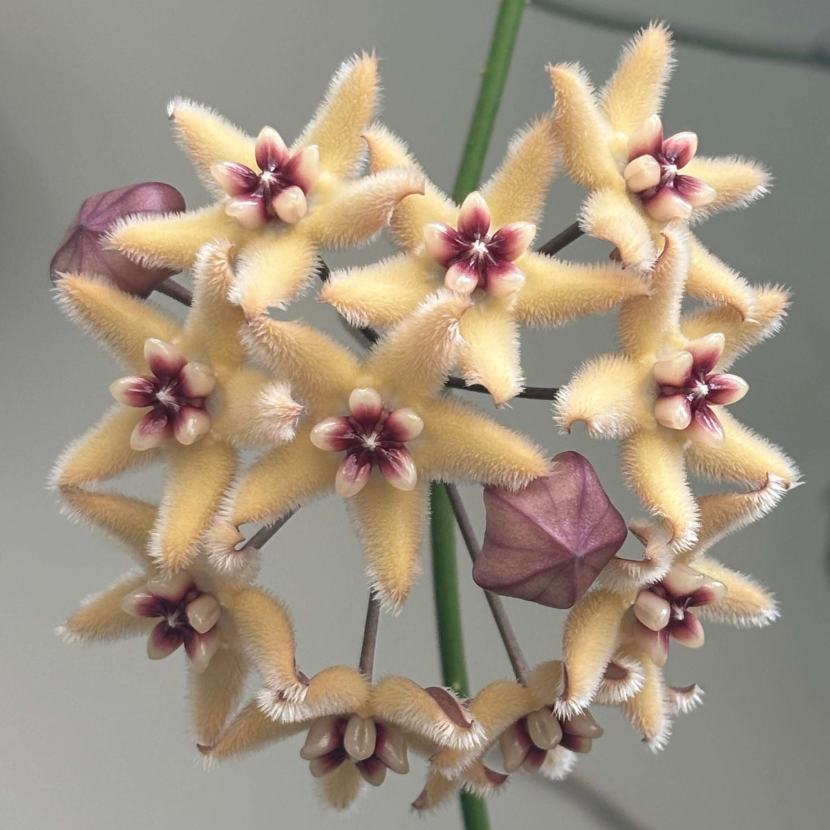 Hoya buotii is a rare Philippine endemic Hoya with a fast-growing, slender, wiry climbing habit and attractive elongated green leaves. Mature plants produce clusters of fuzzy, star-shaped flowers, with very pale yellow to creamy petals and a contrasting white to cream corona that becomes red to dark red toward the center. The flowers can reach around 3 cm across and are pleasantly fragrant, with a vanilla-like scent. Young leaves may develop attractive reddish tones under brighter light.