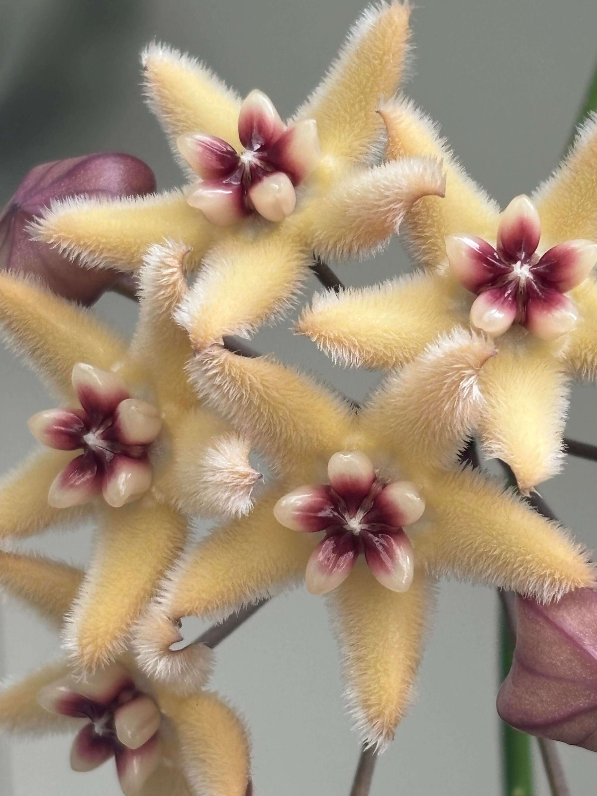 Hoya buotii is a rare Philippine endemic Hoya with a fast-growing, slender, wiry climbing habit and attractive elongated green leaves. Mature plants produce clusters of fuzzy, star-shaped flowers, with very pale yellow to creamy petals and a contrasting white to cream corona that becomes red to dark red toward the center. The flowers can reach around 3 cm across and are pleasantly fragrant, with a vanilla-like scent. Young leaves may develop attractive reddish tones under brighter light.